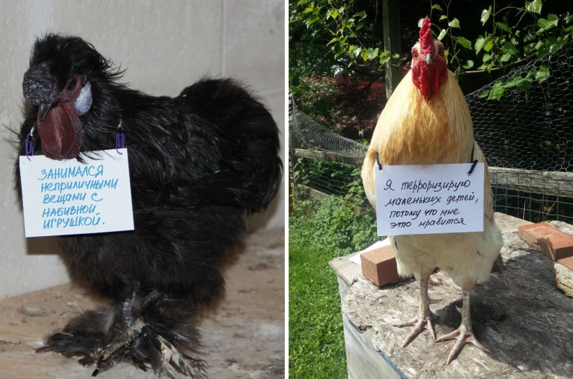 Naughty chickens who have the courage to confess their sins