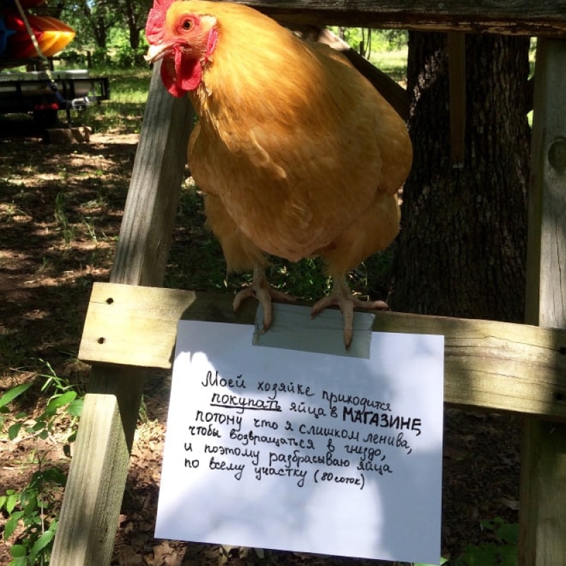 Naughty chickens who have the courage to confess their sins