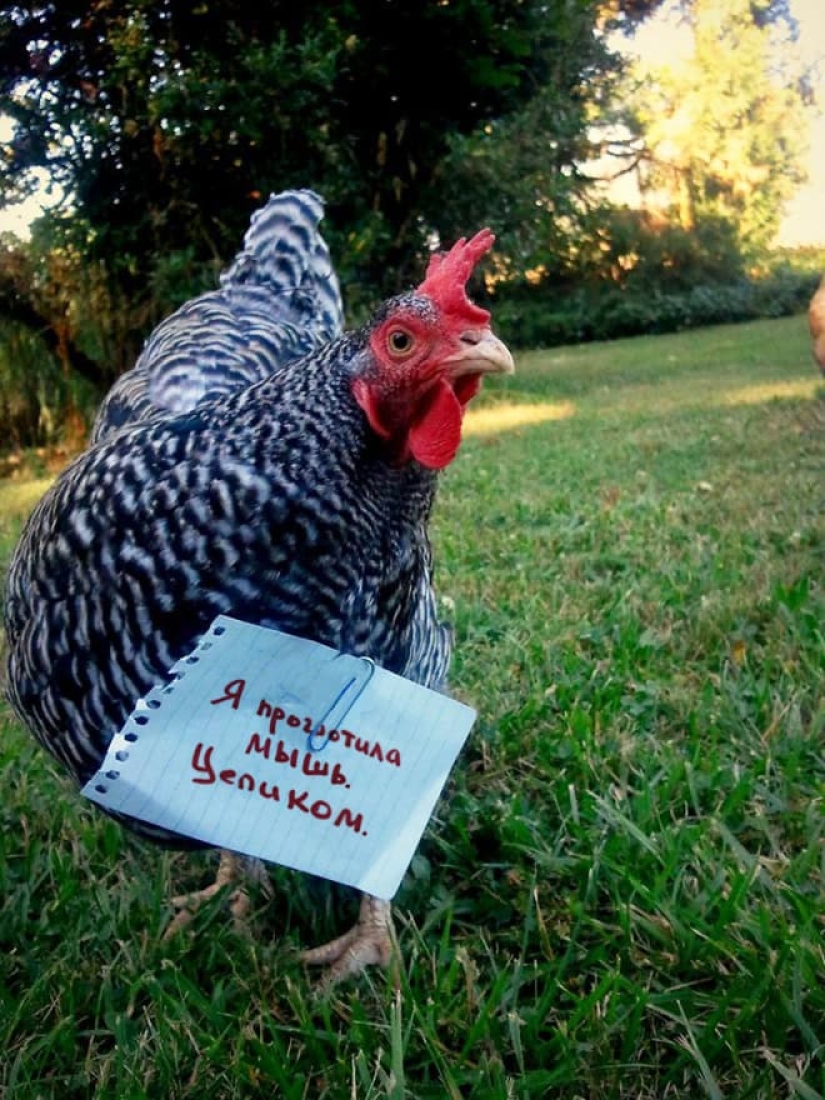 Naughty chickens who have the courage to confess their sins