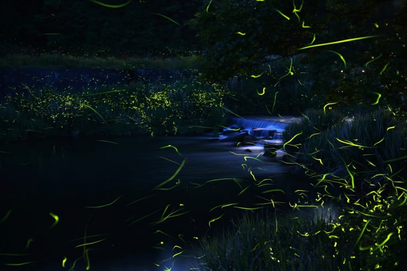 Neon nights: fireflies