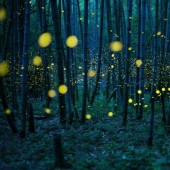 Neon nights: fireflies