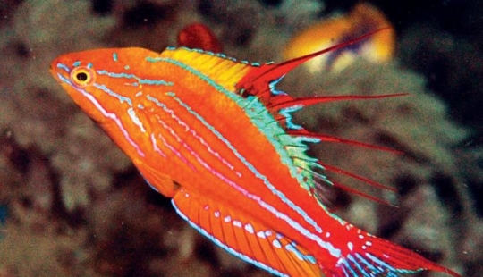 Newly discovered animals you haven't seen yet Newly discovered animals you haven't seen yet