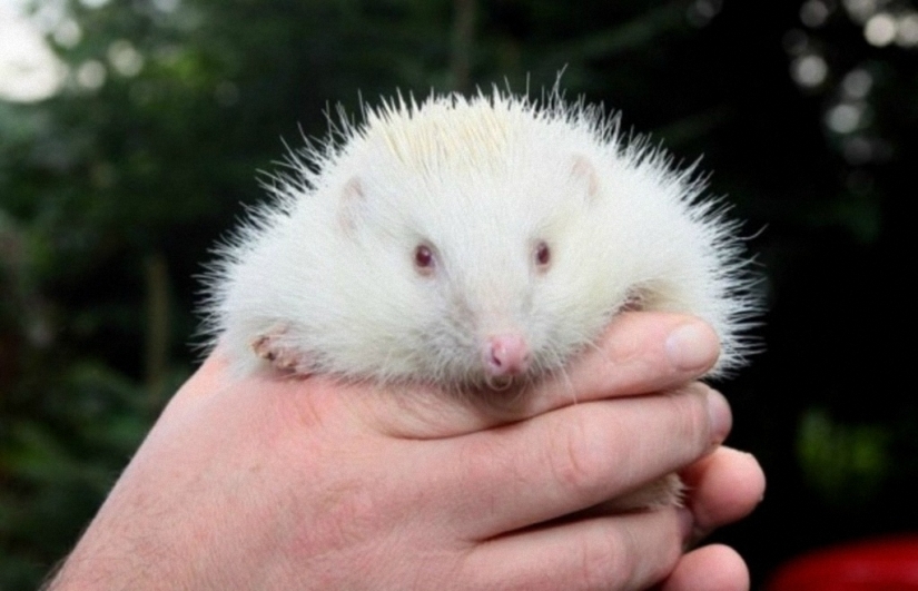 No como todos los demás: bestias albinas