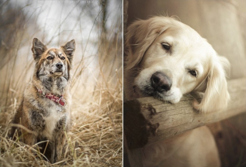 No one has ever done such cool portraits of dogs