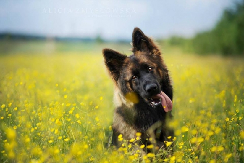 No one has ever done such cool portraits of dogs