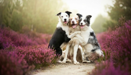 No one has ever done such cool portraits of dogs