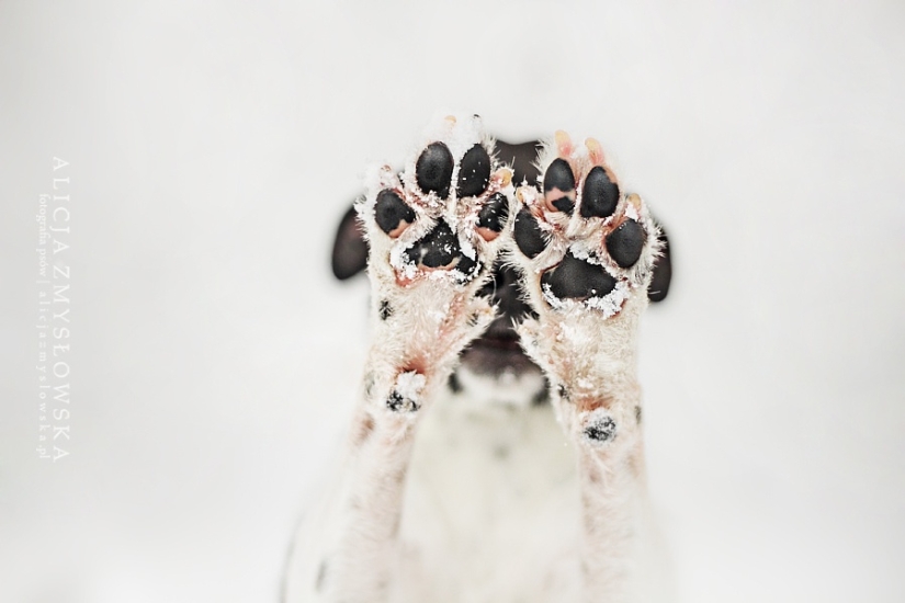 No one has ever done such cool portraits of dogs