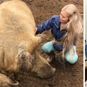 Norwegian blogger almost died during a selfie with a domestic pig