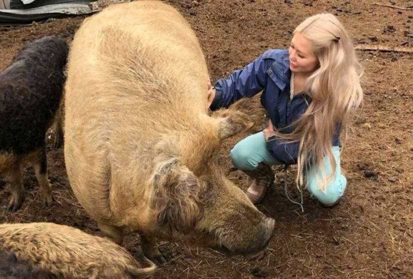 Norwegian blogger almost died during a selfie with a domestic pig