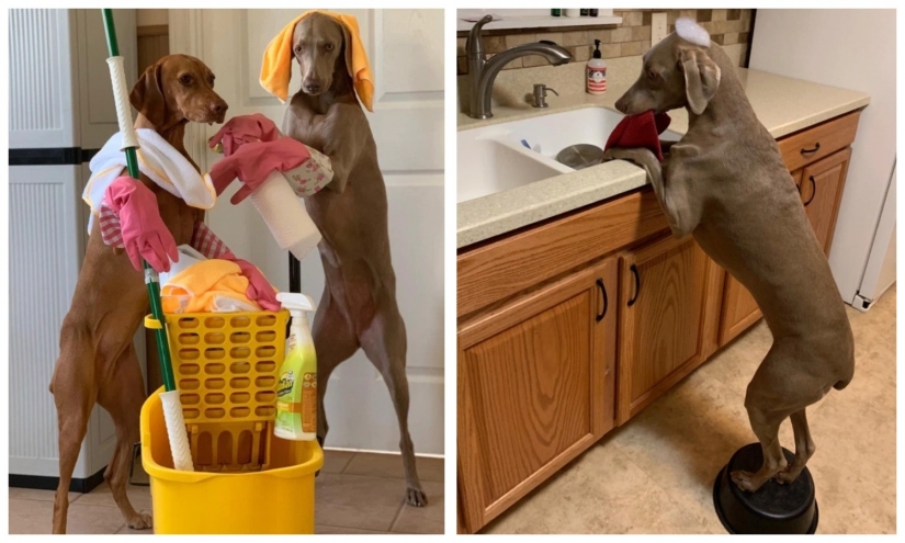 On all paws master: how dogs help their mistress clean the house