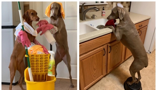 On all paws master: how dogs help their mistress clean the house