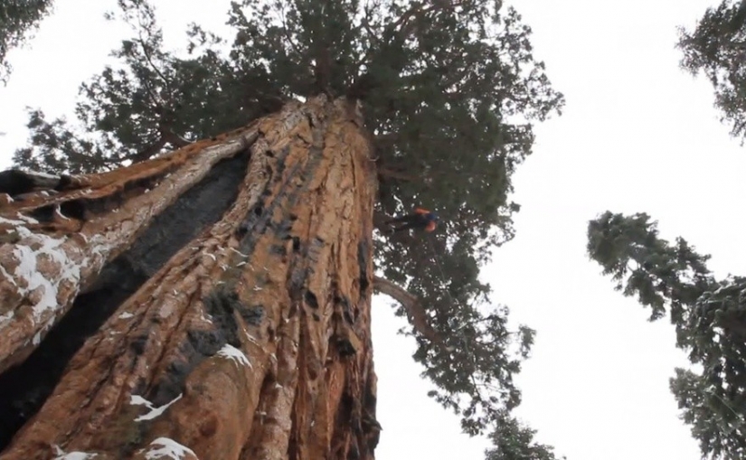 Para grabar este árbol en su totalidad, los fotógrafos tomaron 32 días