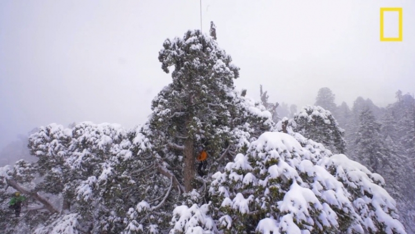 Para grabar este árbol en su totalidad, los fotógrafos tomaron 32 días