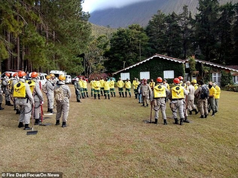 Pensionista brasileño quemó 700 hectáreas de bosque protegido y mató a cientos de animales debido a una estafa de seguros