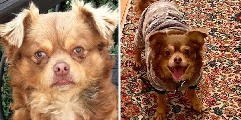 People show how their pets have changed since the first meeting