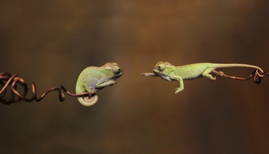 Pequeños camaleones divertidos