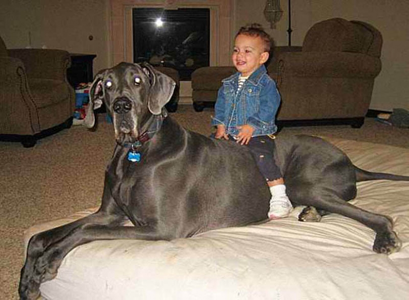 Perro gigante
