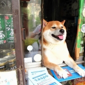 Perro japonés trabaja como vendedor en un quiosco