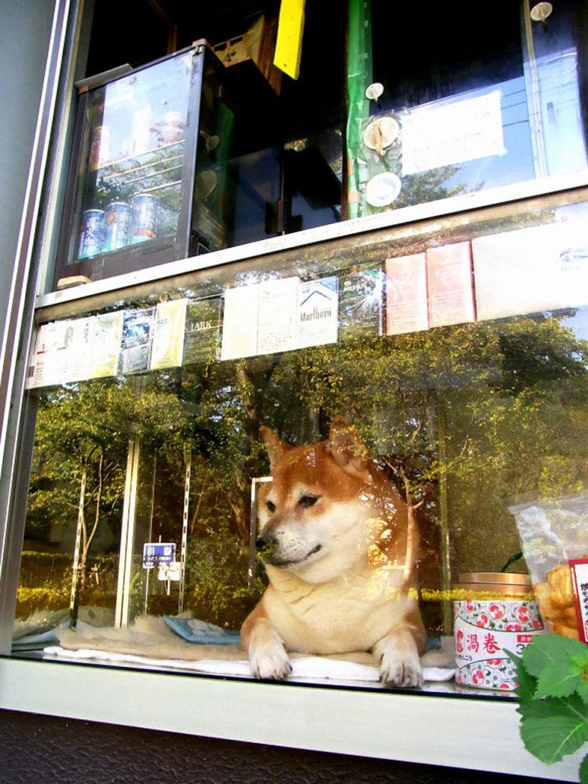 Perro japonés trabaja como vendedor en un quiosco