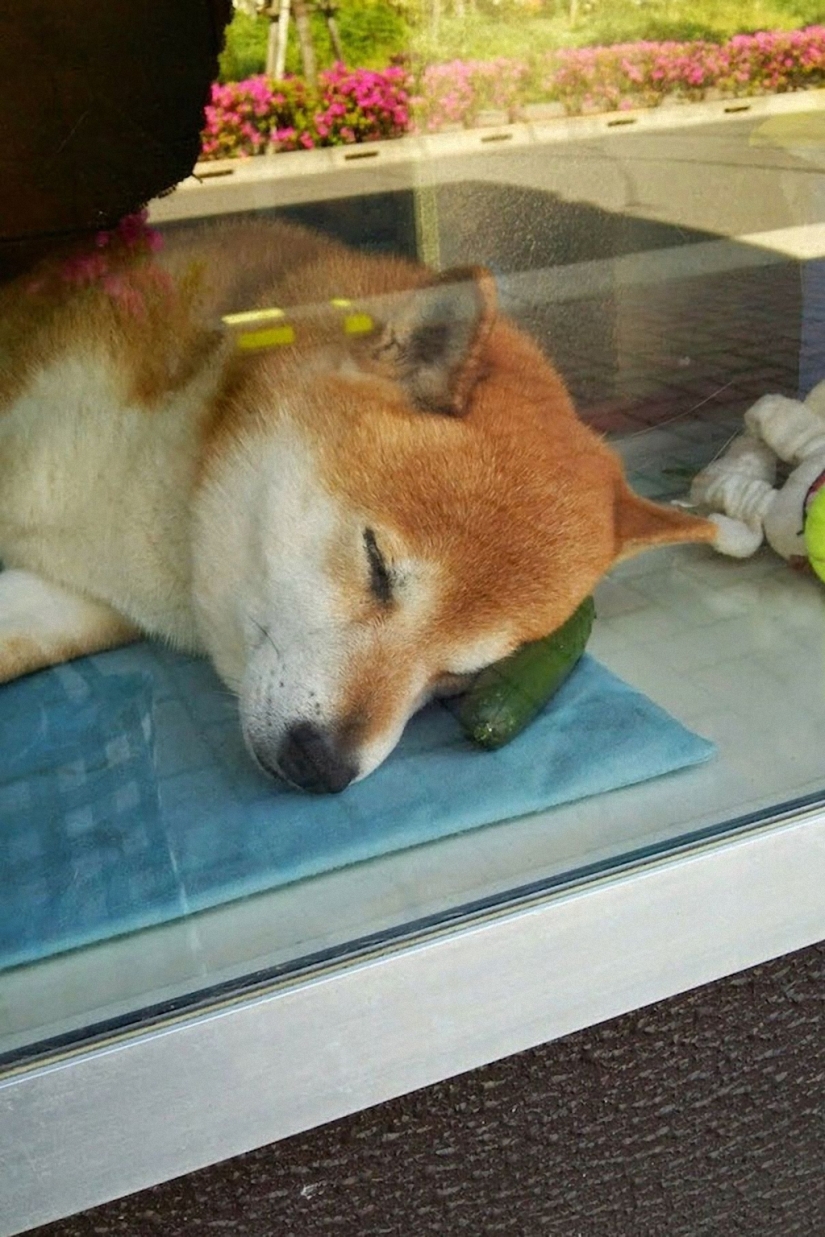 Perro japonés trabaja como vendedor en un quiosco