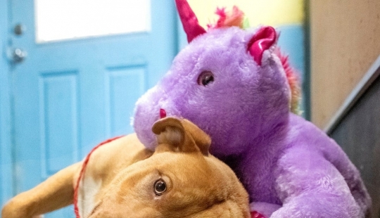 Perro perdido 5 veces fue el robo de la tienda de juguetes, que luego es recibido como un regalo