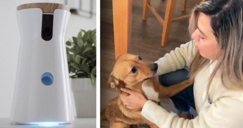 Pervert hacked a smart dog feeder and spied on a woman through her camera