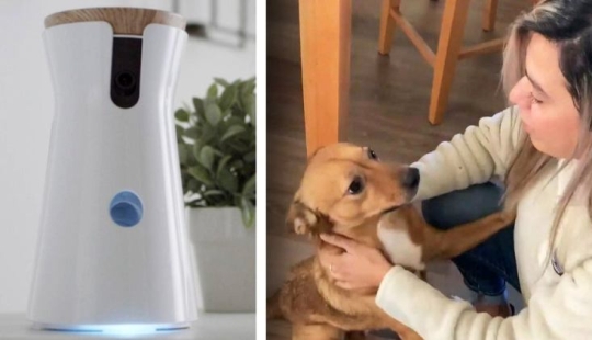 Pervert hacked a smart dog feeder and spied on a woman through her camera