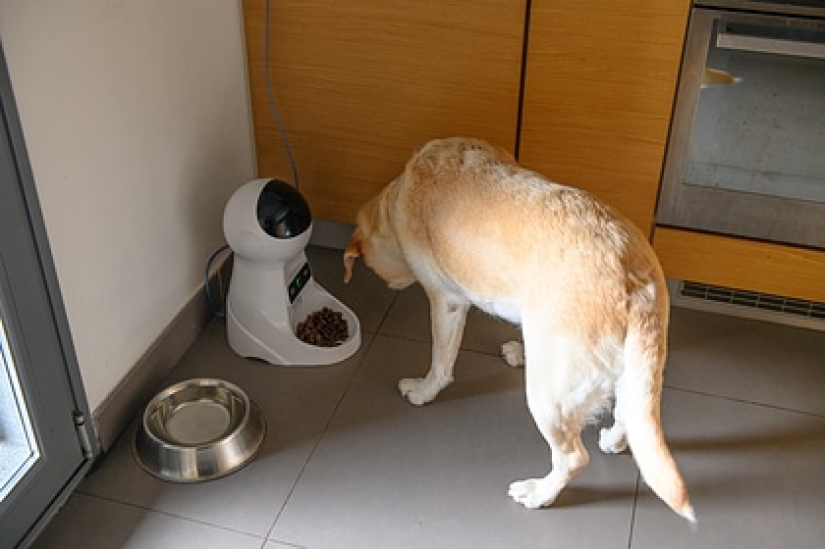 Pervertido hackeado un perro inteligente alimentador y espiado en una mujer a través de su cámara