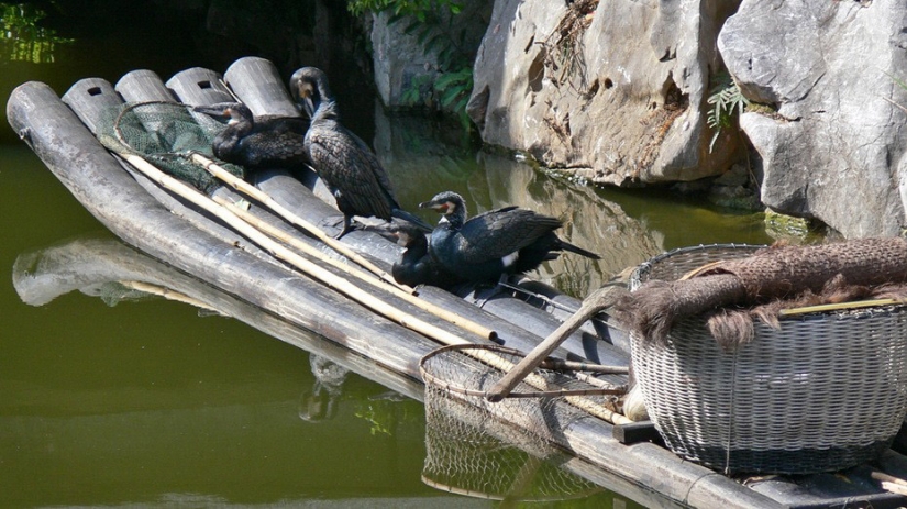 Pesca tradicional china con cormoranes