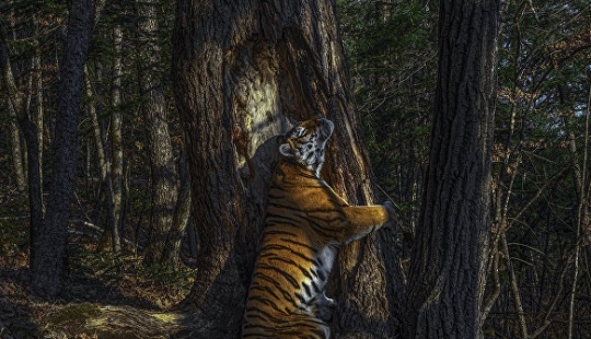 Photo of a Russian who received the Grand Prix, and other finalists of the Wildlife Photographer of the Year 2020 competition