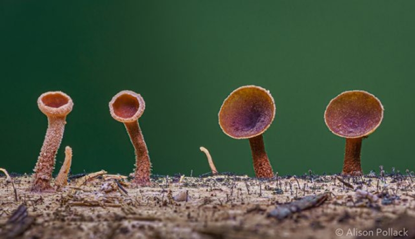 Photographer takes extreme macro photography of mushrooms
