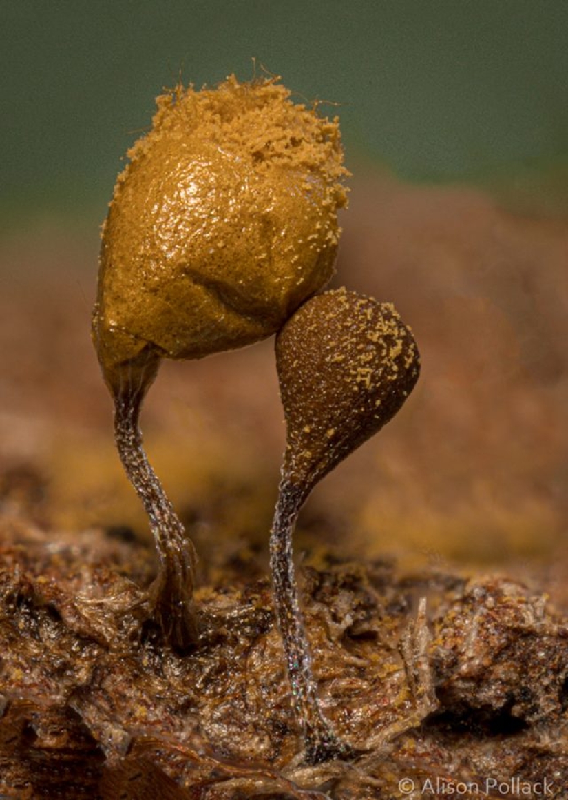 Photographer takes extreme macro photography of mushrooms