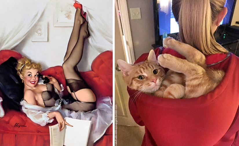Pin-up Girls vs gatos en la lucha por tu amor