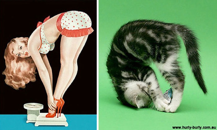 Pin-up Girls vs gatos en la lucha por tu amor