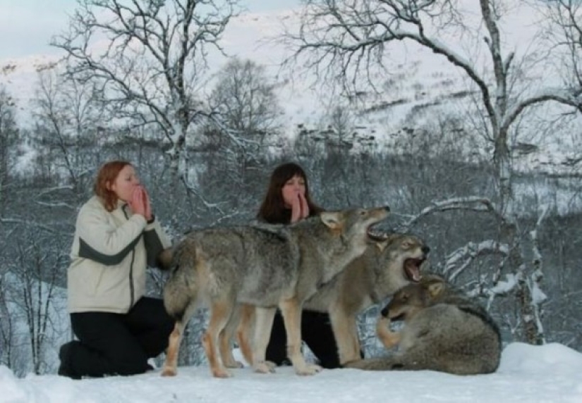 Playing with wolves is allowed
