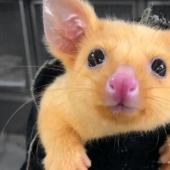 Pokemon hay en Australia encontraron amarillo de la zarigüeya, que es tan similar a Pikachu