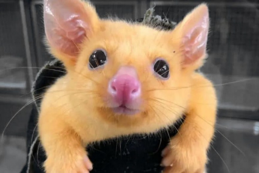 Pokemon there are in Australia found yellow possum, which is so similar to Pikachu