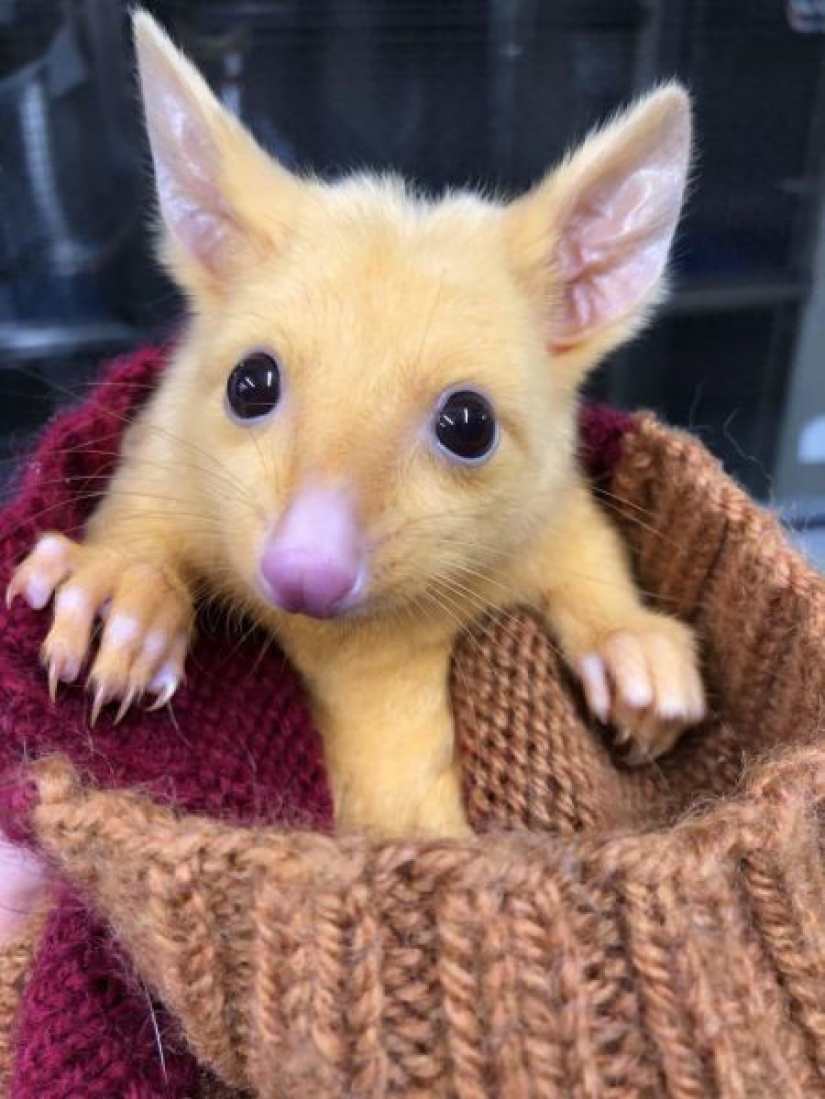 Pokemon there are in Australia found yellow possum, which is so similar to Pikachu