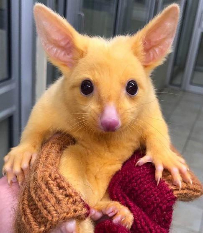 Pokemon there are in Australia found yellow possum, which is so similar to Pikachu