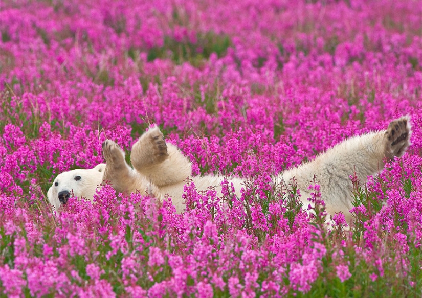 Polar bears are not in snow, but in flowers: you have not seen this yet