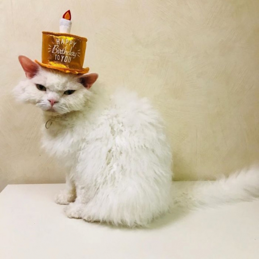 Por qué el gato Chiriko de Japón siempre parece infeliz