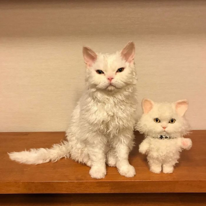 Por qué el gato Chiriko de Japón siempre parece infeliz