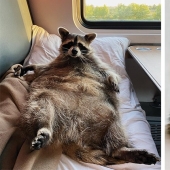 Por qué el tema del mapache gordo de Kemerovo se convirtió en una estrella de las redes sociales