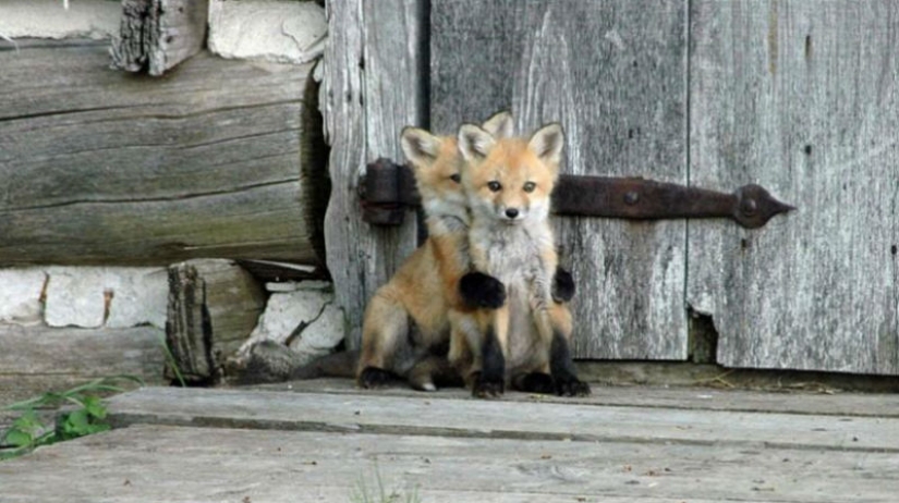 Post of love for foxes