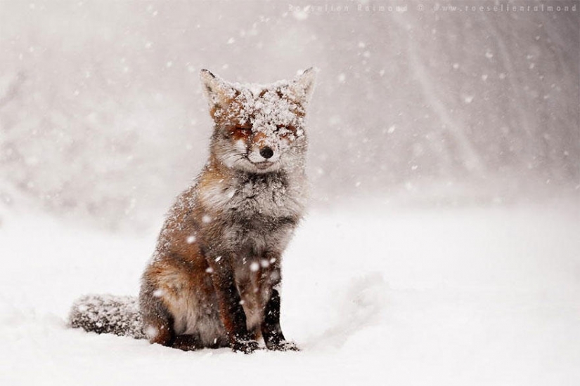 Post of love for foxes