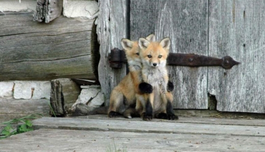 Post of love for foxes