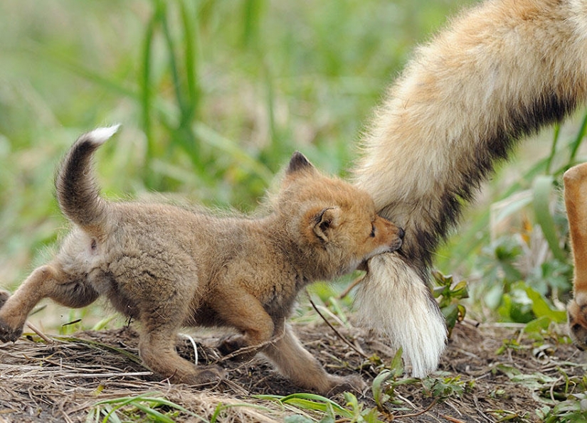 Post of love for foxes