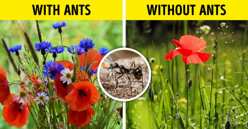 ¿Qué pasaría si todos los insectos de la tierra desaparecieran?