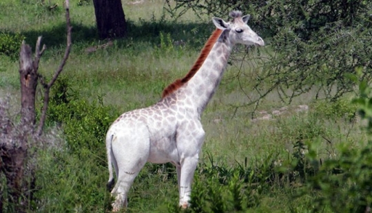 Rara jirafa blanca vista en Tanzania