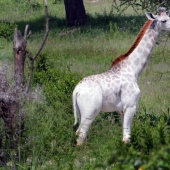 Rare white giraffe spotted in Tanzania